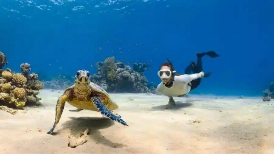 Mergulhador nada ao lado de uma tartaruga-marinha em um recife de coral, com água cristalina e vida marinha ao fundo